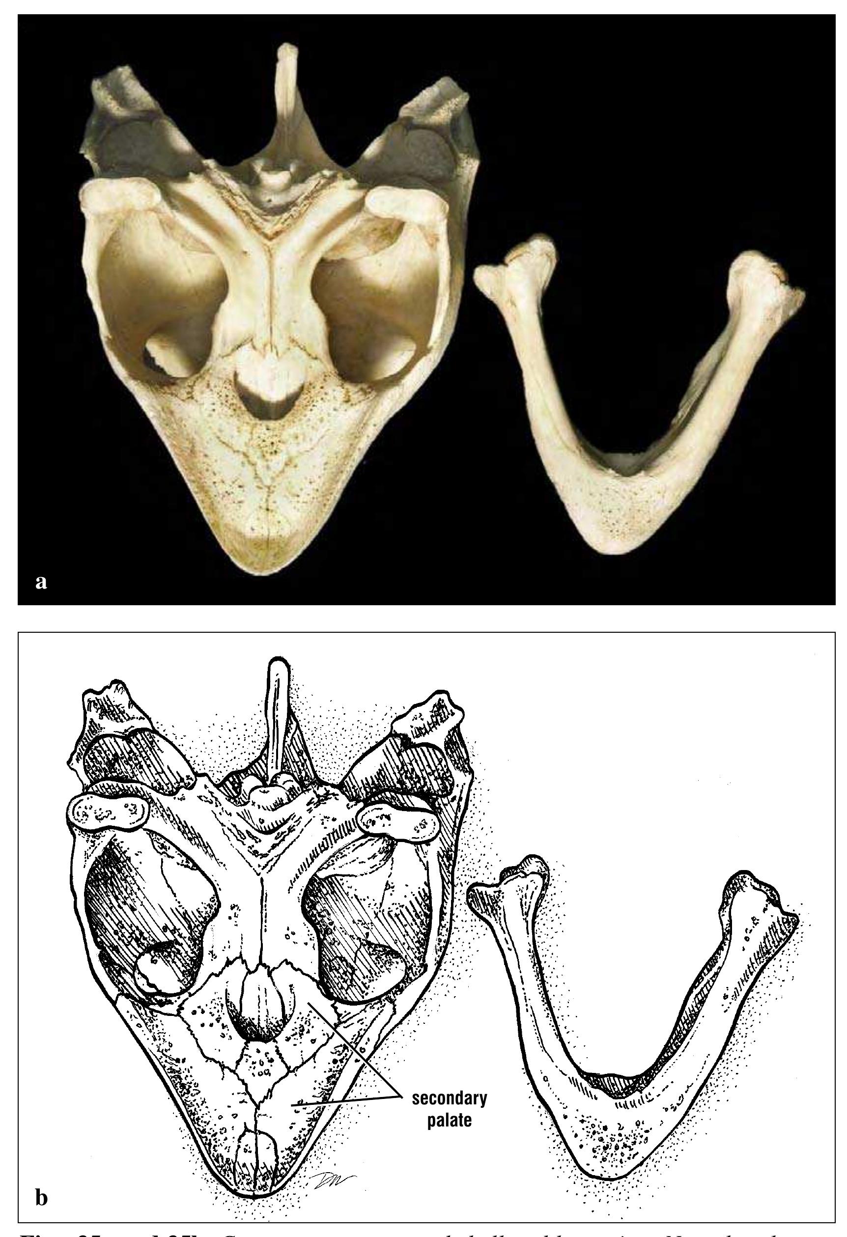 Turtle Condyle Bone Figure 36 - The anatomy of sea turtles