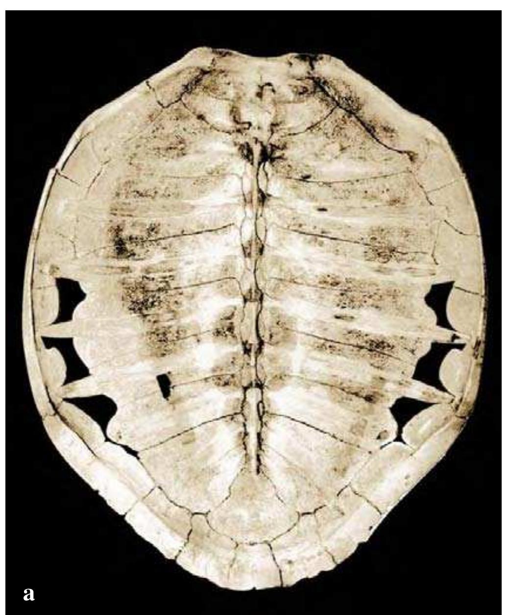 Figure 98 - from The anatomy of sea turtles