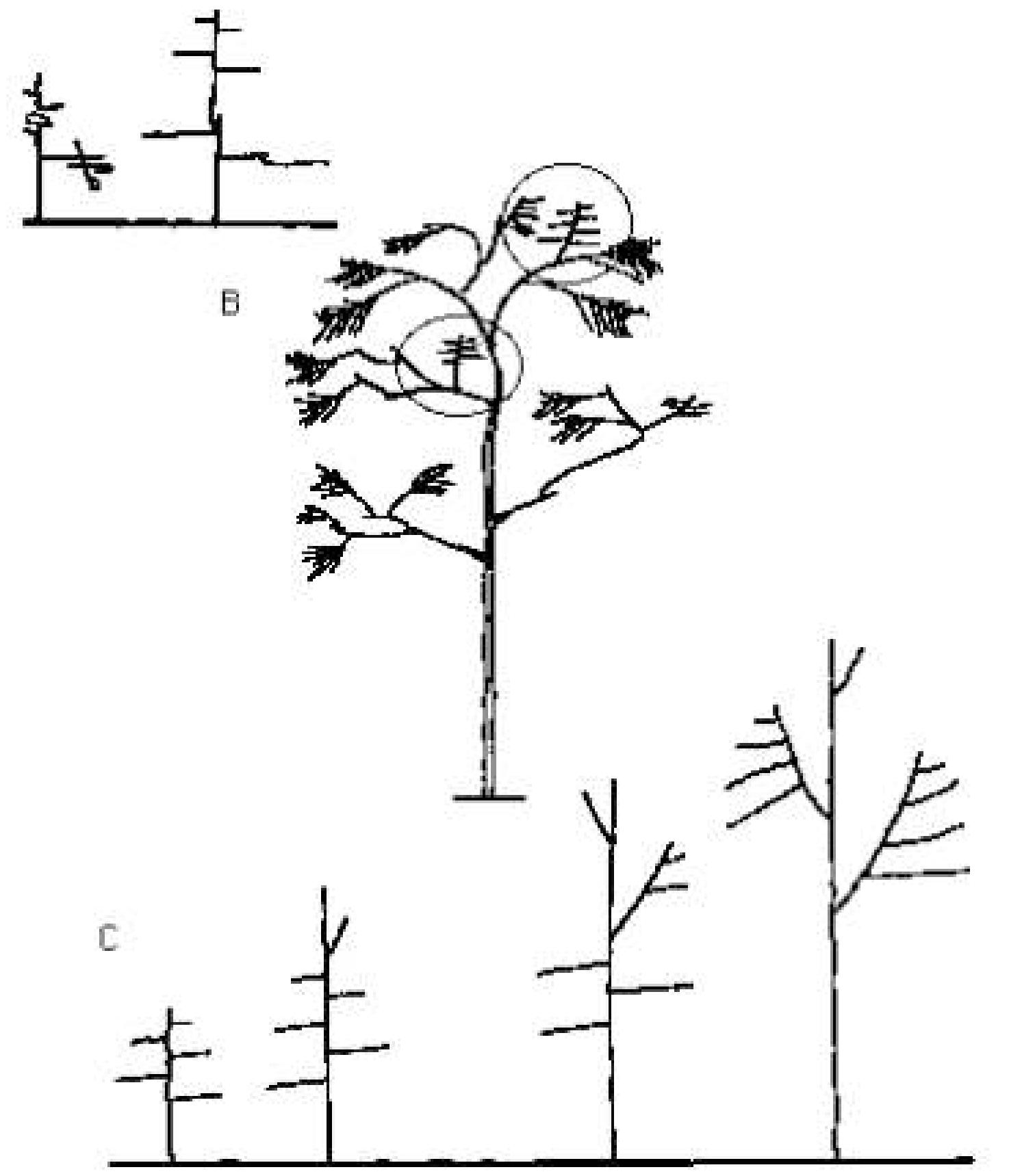 figure-3-from-vester-h-f-m-1997-the-trees-and-the