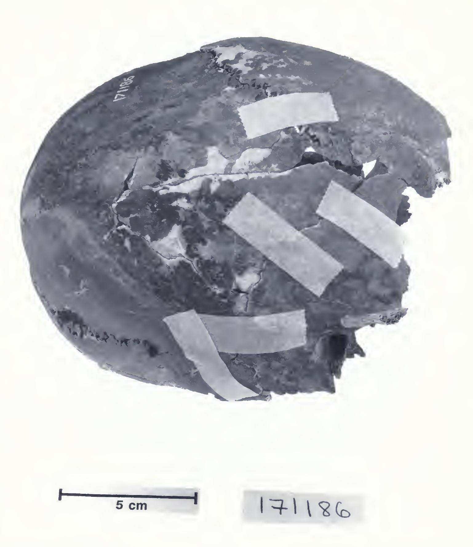 Fic. 37. lateral view of specimen 11 (fmnh 171186), superior