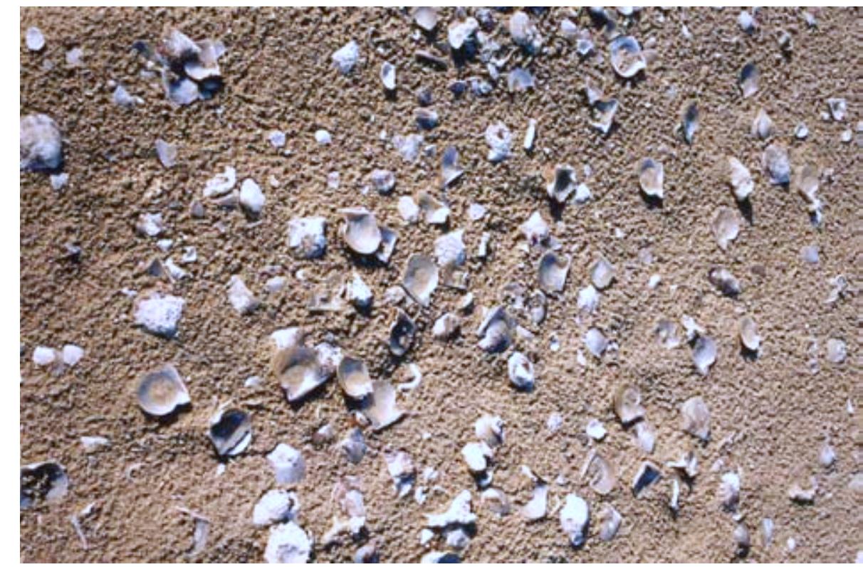 Midden Evidence Figure 1 - from Wind-towers and pearl fishing: architectural