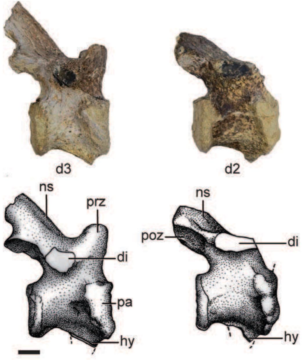 Sebecus Skeleton (PDF) Postcranial anatomy of Sebecus icaeorhinus (Crocodyliformes ...