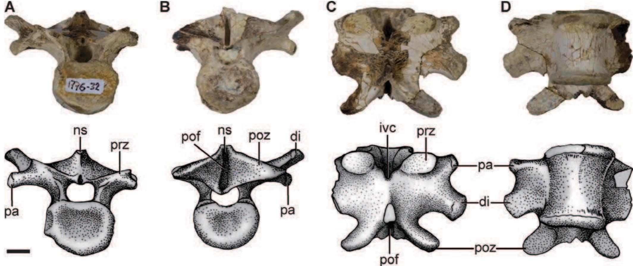 Sebecus Skeleton (PDF) Postcranial anatomy of Sebecus icaeorhinus (Crocodyliformes ...