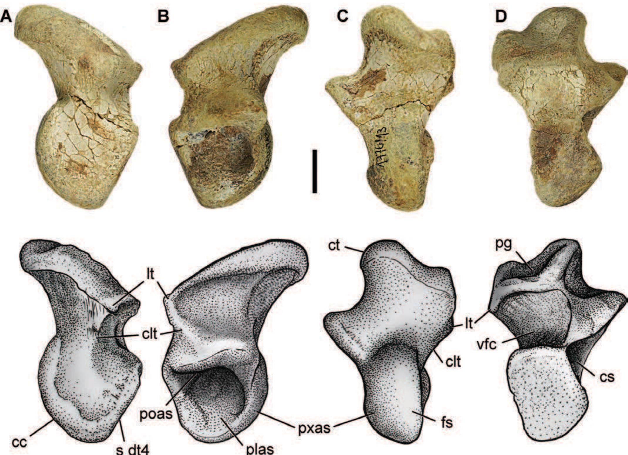 Crescentic Ridge (PDF) Postcranial anatomy of Sebecus icaeorhinus (Crocodyliformes ...