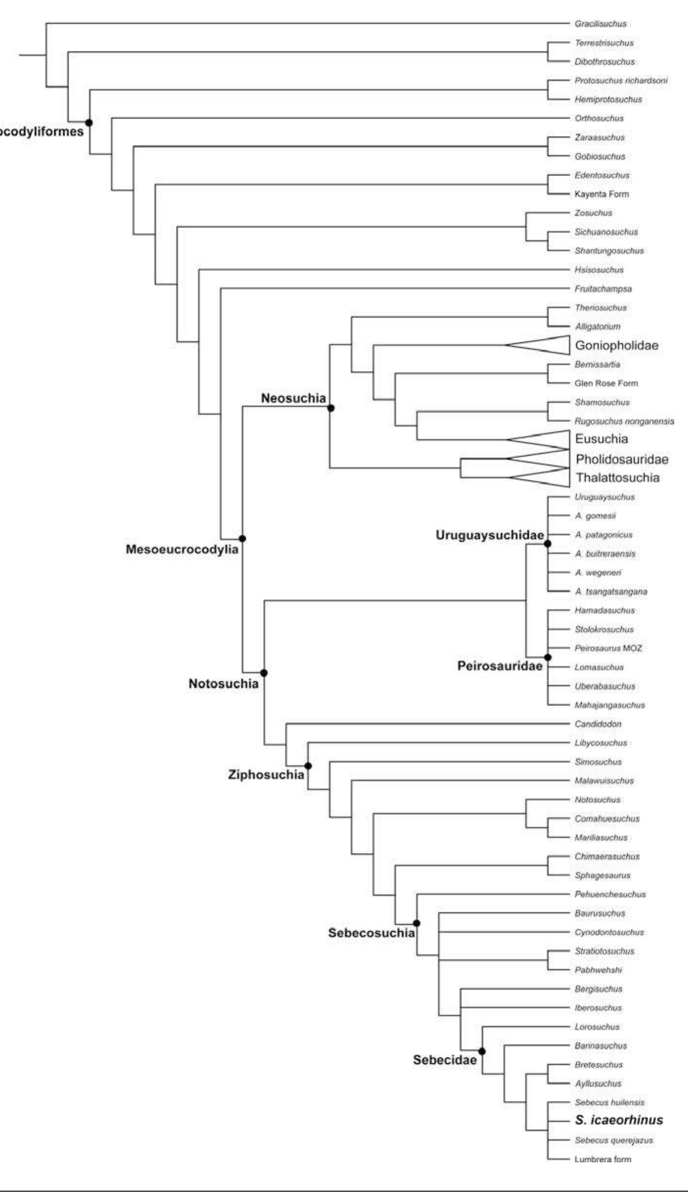Sebecus Skeleton (PDF) Postcranial anatomy of Sebecus icaeorhinus (Crocodyliformes ...