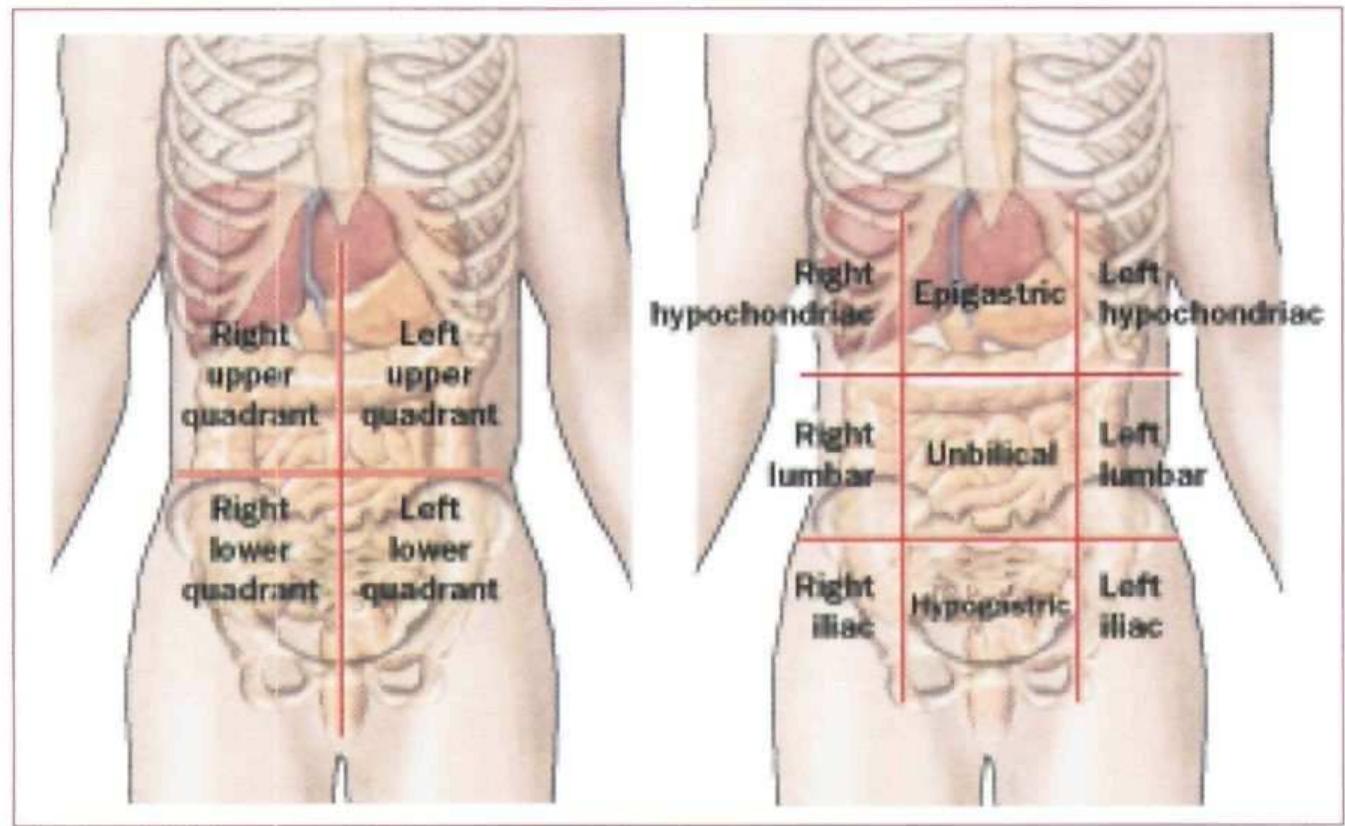 Lower Apices (PDF) The process of conducting a physical assessment: a nursing ...