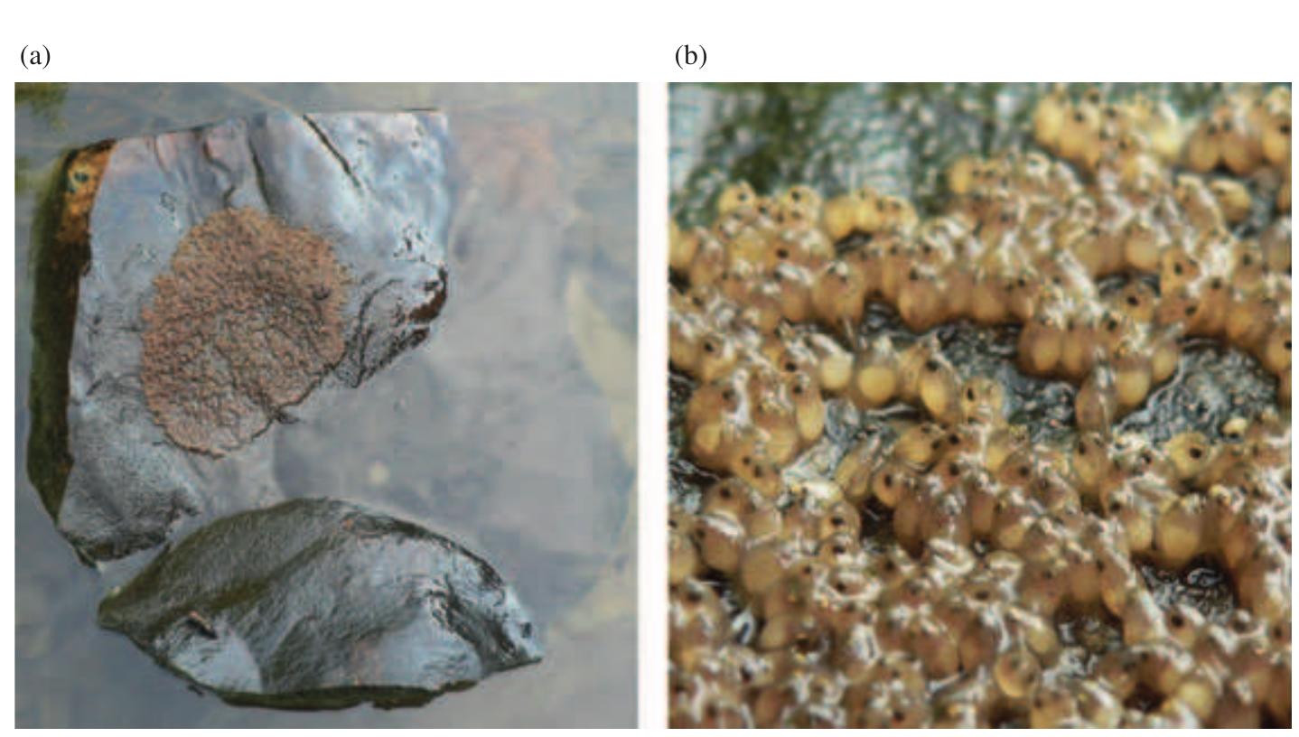 Round Goby Problem Figure 2 - Twenty years of invasion: a review of round goby
