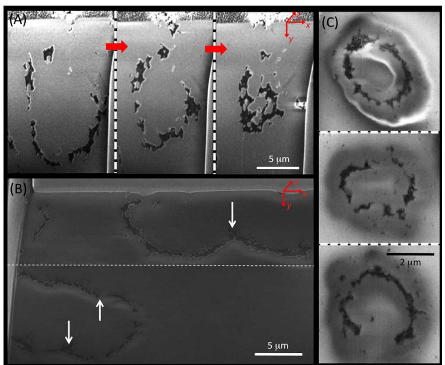 Cell Microstructure Overview of strelley pool microstructures analyzed by