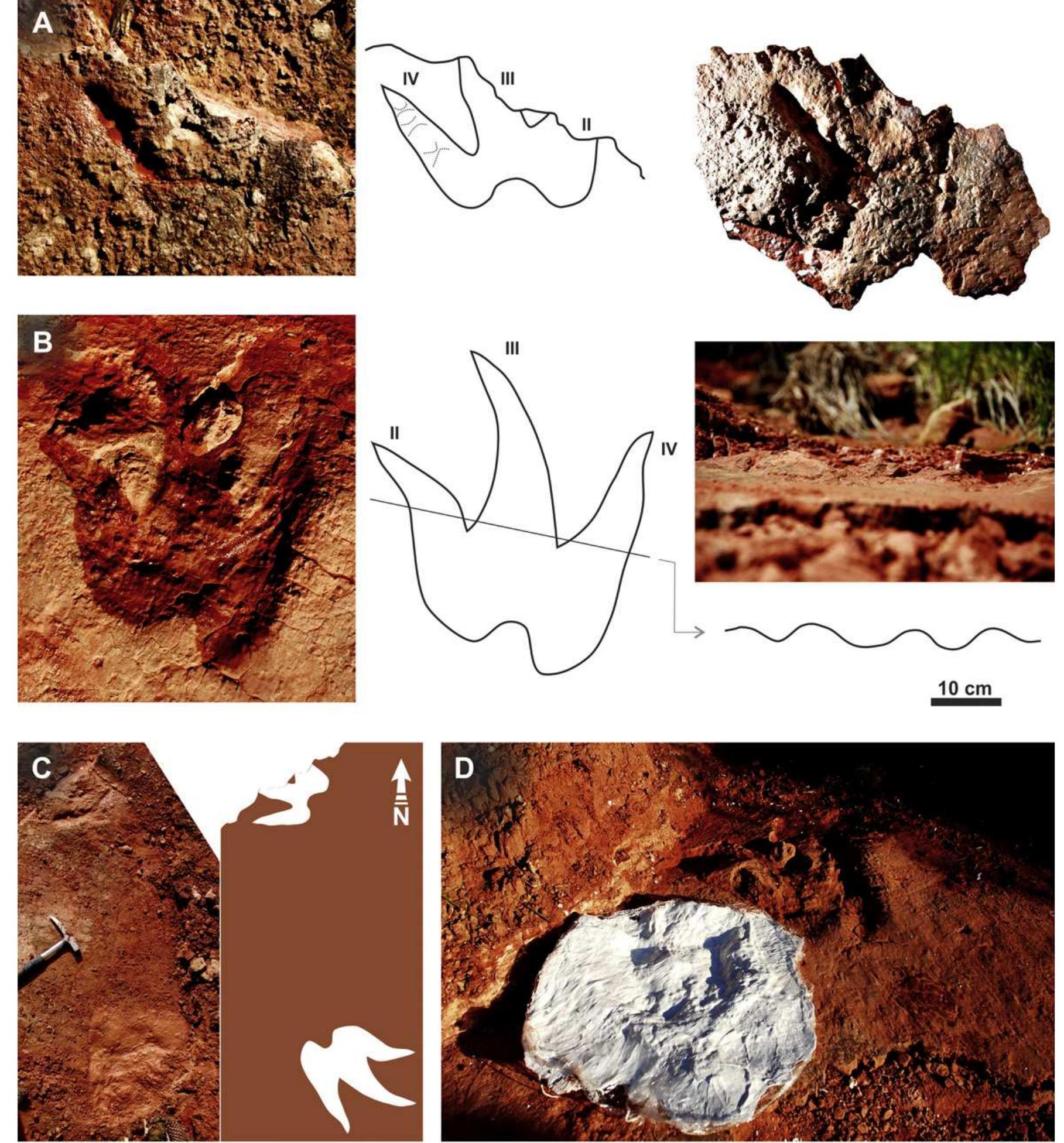 Eubrontus (PDF) Footprints of large theropod dinosaurs and implications on the ...