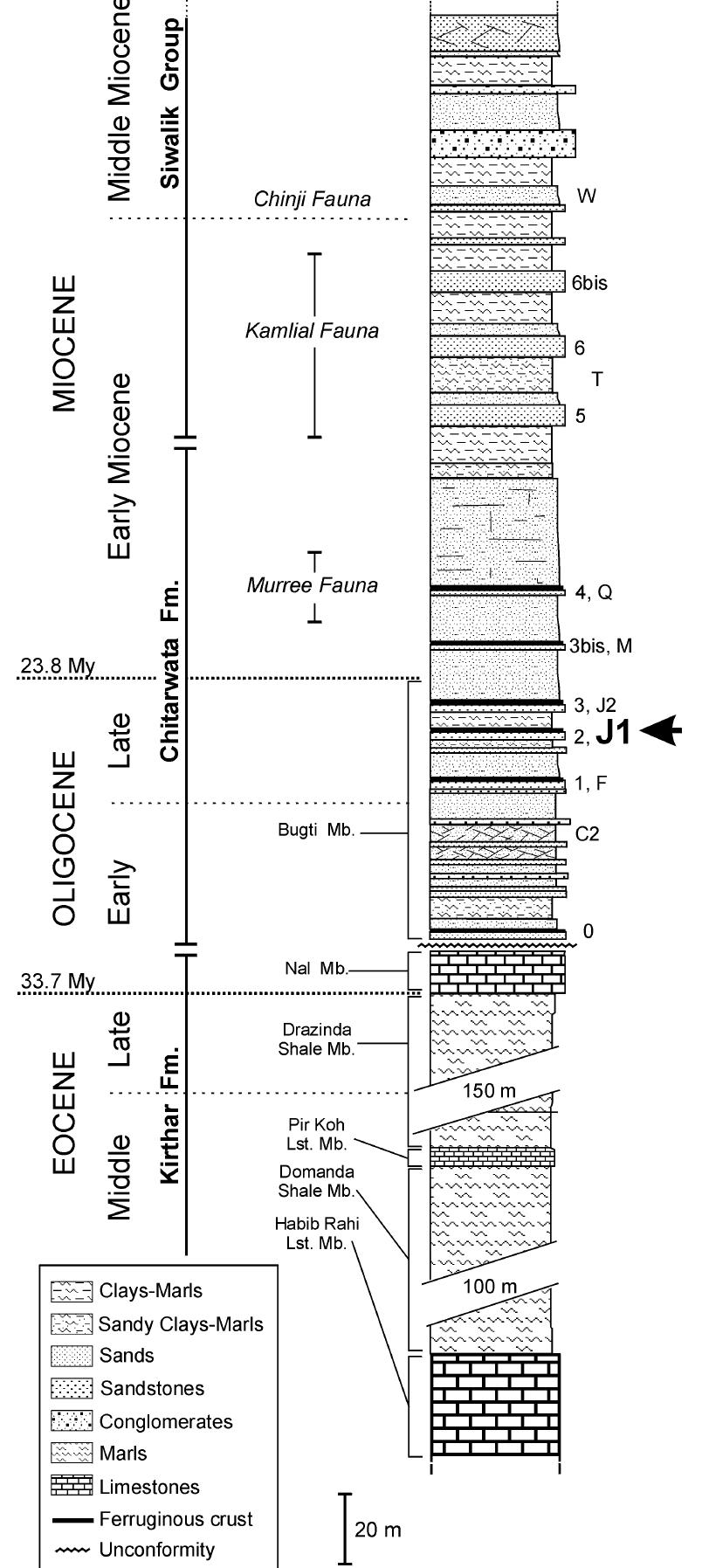 (PDF) First record of paleogene elephantoidea (Mammalia, Proboscidea ...