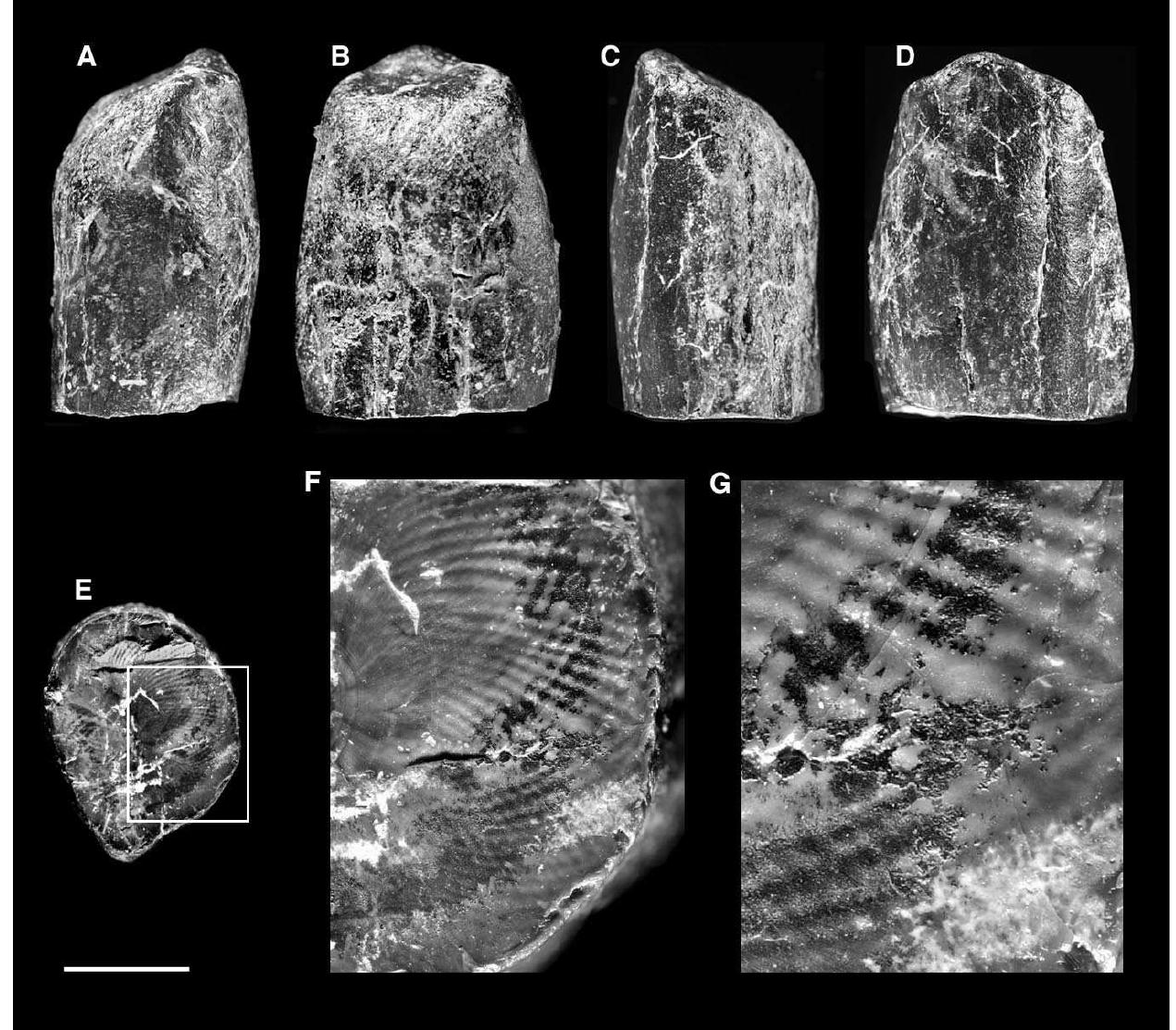 (PDF) First record of paleogene elephantoidea (Mammalia, Proboscidea ...