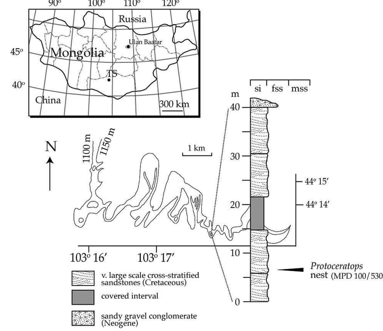 FiGuRE /—Topographic map of Tugrikin Shire showing geographic and stratigraphic position of MPC-D 100/530. The crescentic form east southeast of the outcrop is a modern barchan dune. Grain size abreviations are si=silt; fss=fine sandstone; mss=medium sandstone. Inset map of Mongolia indicates location of Tugrikin Shire (TS). 