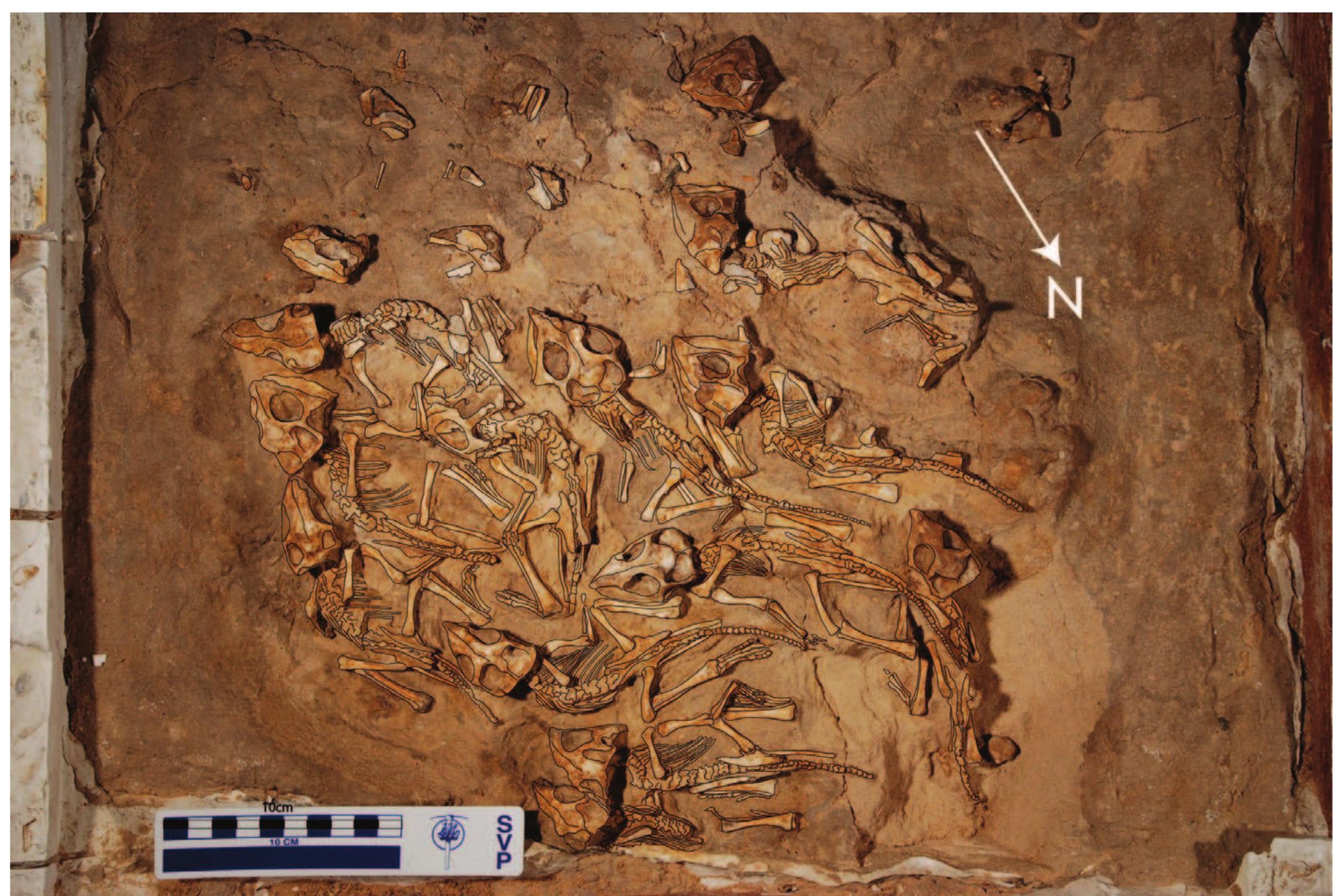 FIGURE 2—Specimen photograph of MPC-D 100/530 showing complete nest and all individuals of Protoceratops cf. andrewsi (Granger and Gregory 1923). Line drawing highlighting outlines of individuals. North arrow in upper right-hand corner. Scale in cm. 