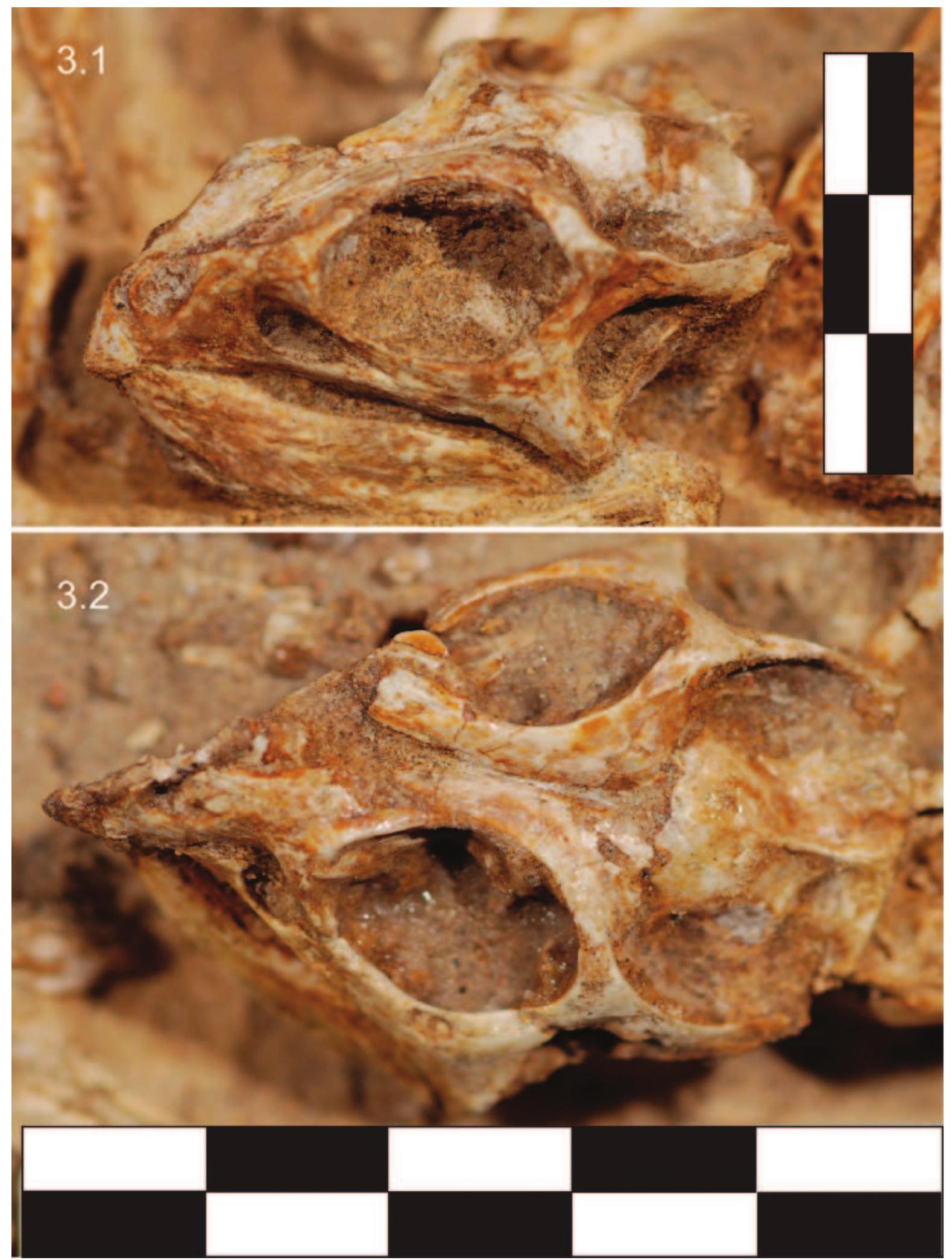 FIGURE 3—Skulls from two different individuals of Protoceratops cf. andrewsi (Granger and Gregory, 1923) in MPC-D 100/530. J, left three-quarte view; 2, top view. Scale in cm. 