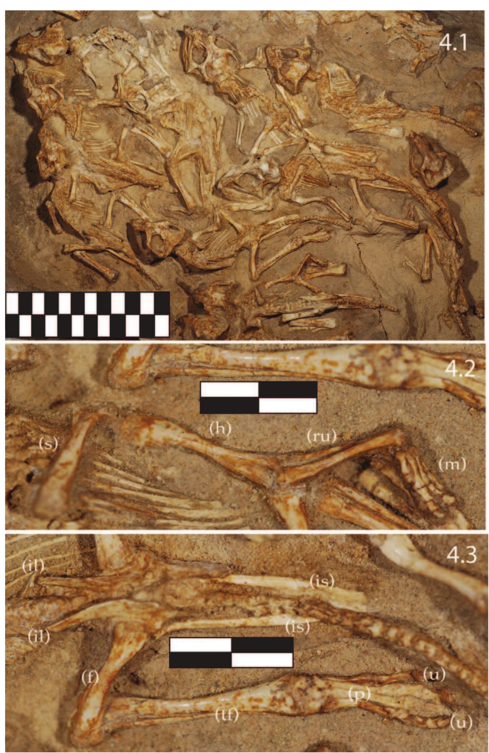FIGURE 4—Protoceratops cf. andrewsi (Granger and Gregory, 1923) juveniles in situ from from MPC-D 100/530. /, ten individuals showing axial skeletons; curved eastern margin of nest visible at left side of figure; 2, right forelimb with scapula (s), humerus (h), radius and ula (ru), and manus (m) clearly visible; 3, pelvis showing paired anterior-directed iliac blades (il); posterior-facing ischia (is); hindlimb in articulation with pelvis, including femur (f), tibia and fibula (tf), and pes (p). Note blunt hoof-bearing ungual phalanges capping digits and visible on I and IV (u). Scale in cm. 