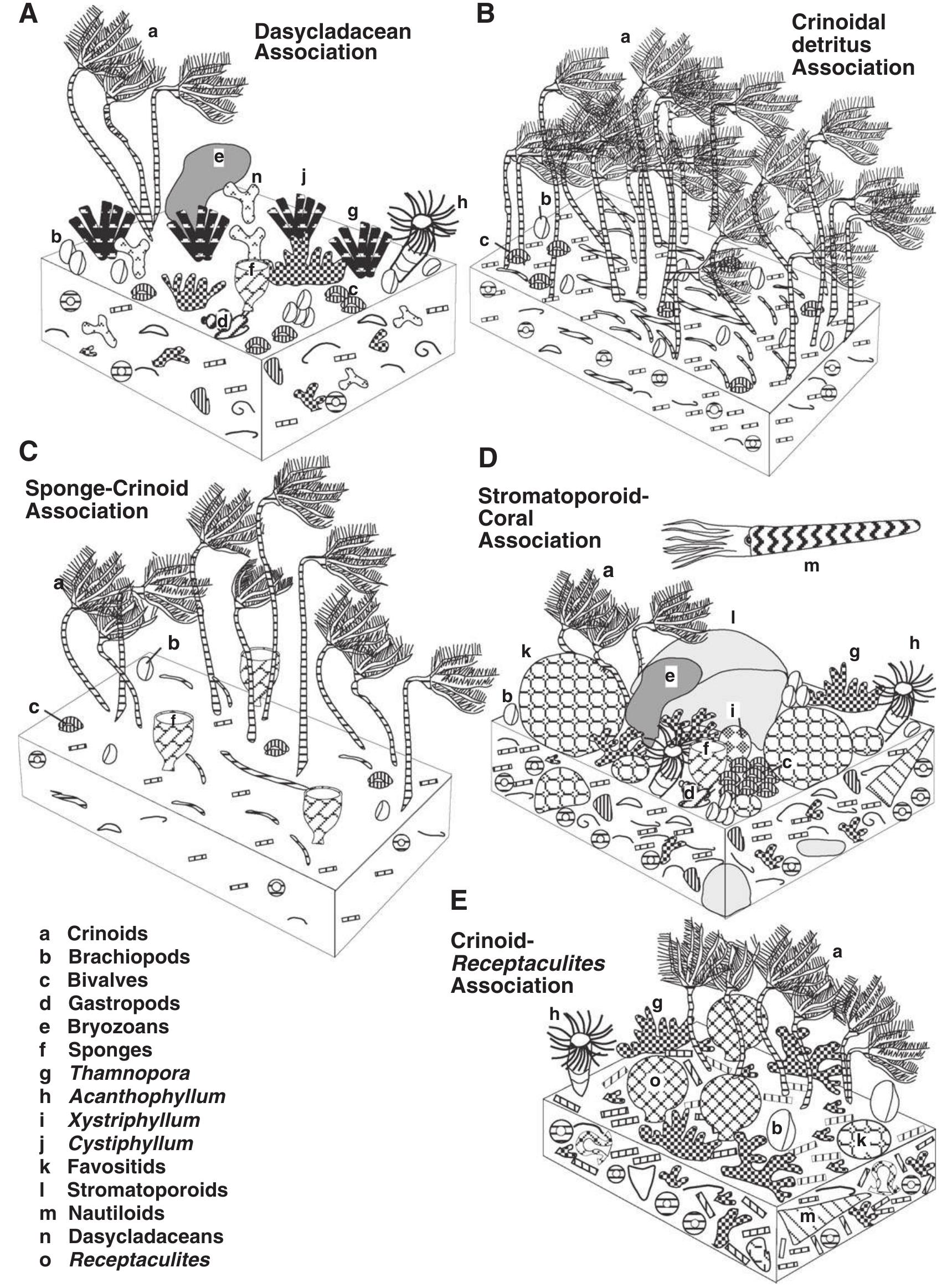 Figure 8 - from Shallow water mud-mounds of the Early
