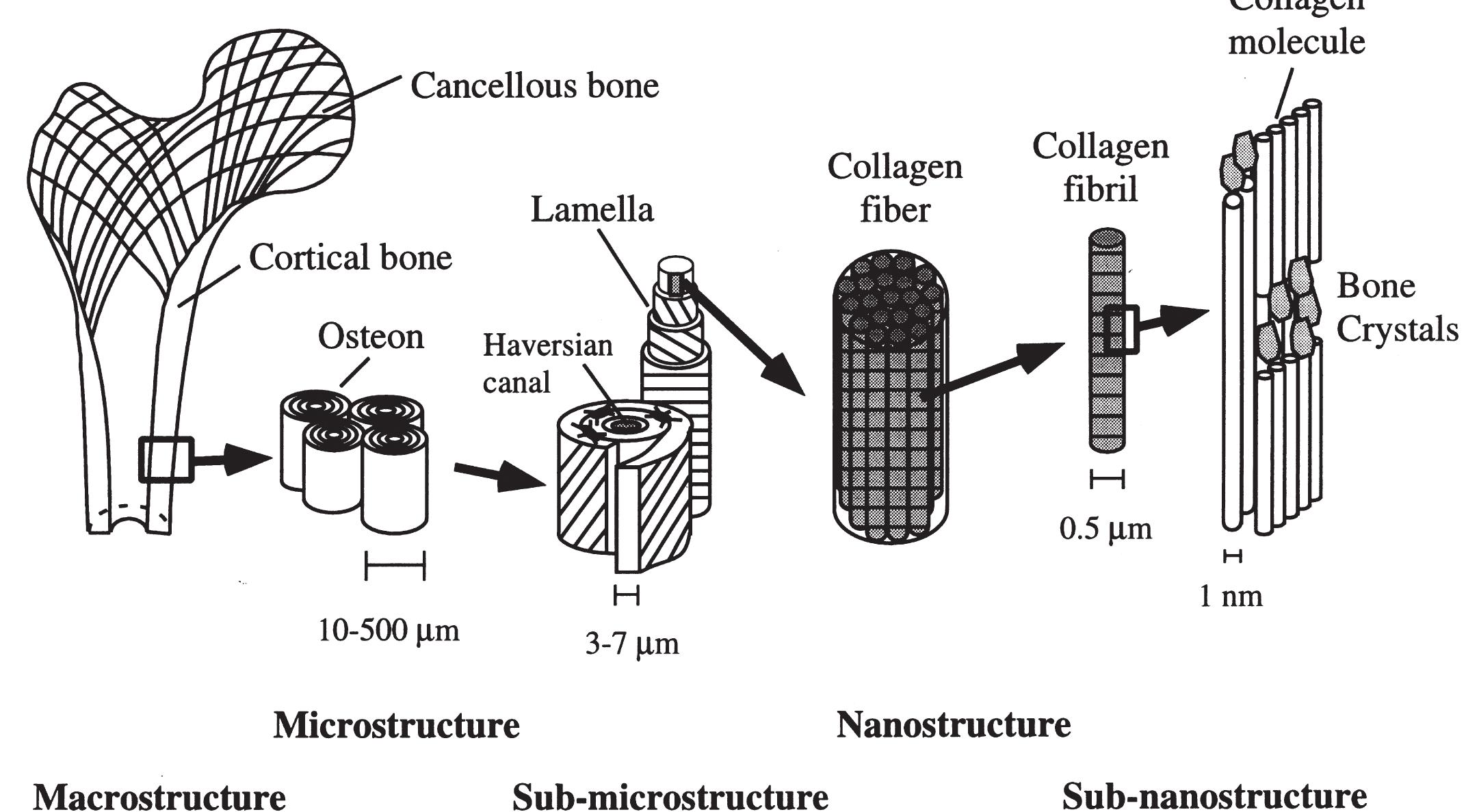 (PDF) Mechanical properties and the hierarchical structure of bone
