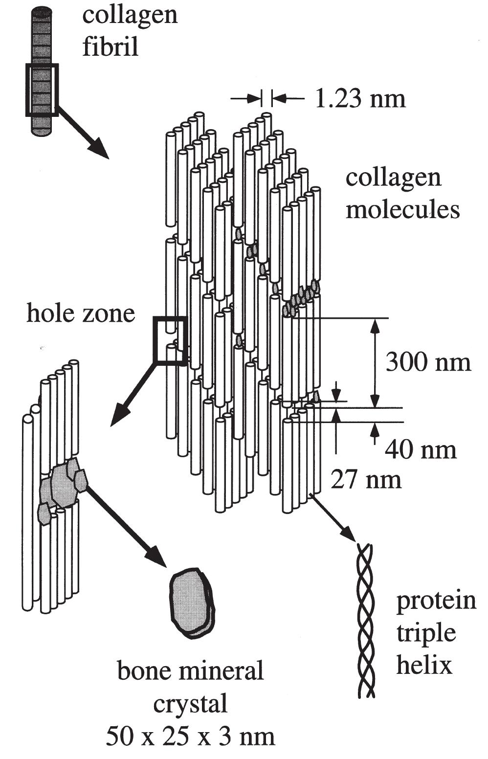 (PDF) Mechanical properties and the hierarchical structure of bone