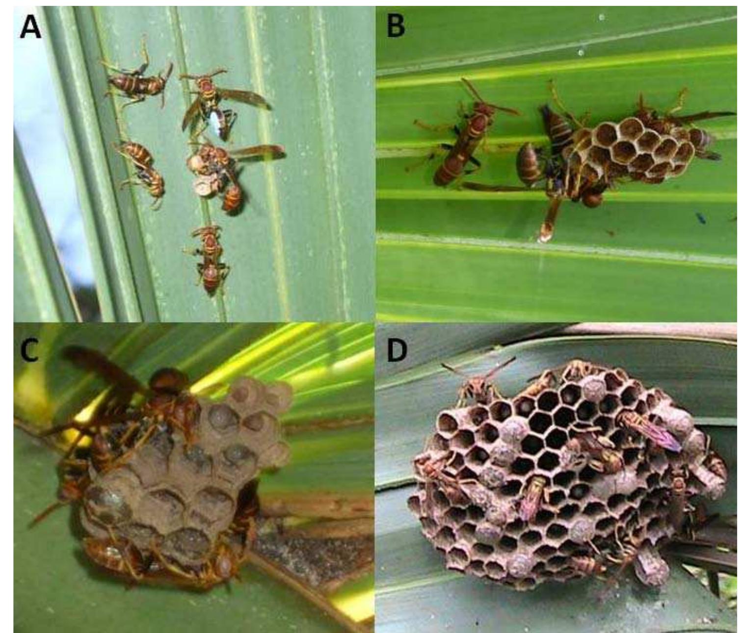 Figure 15 - Context-Dependent Behavior, Reproduction and