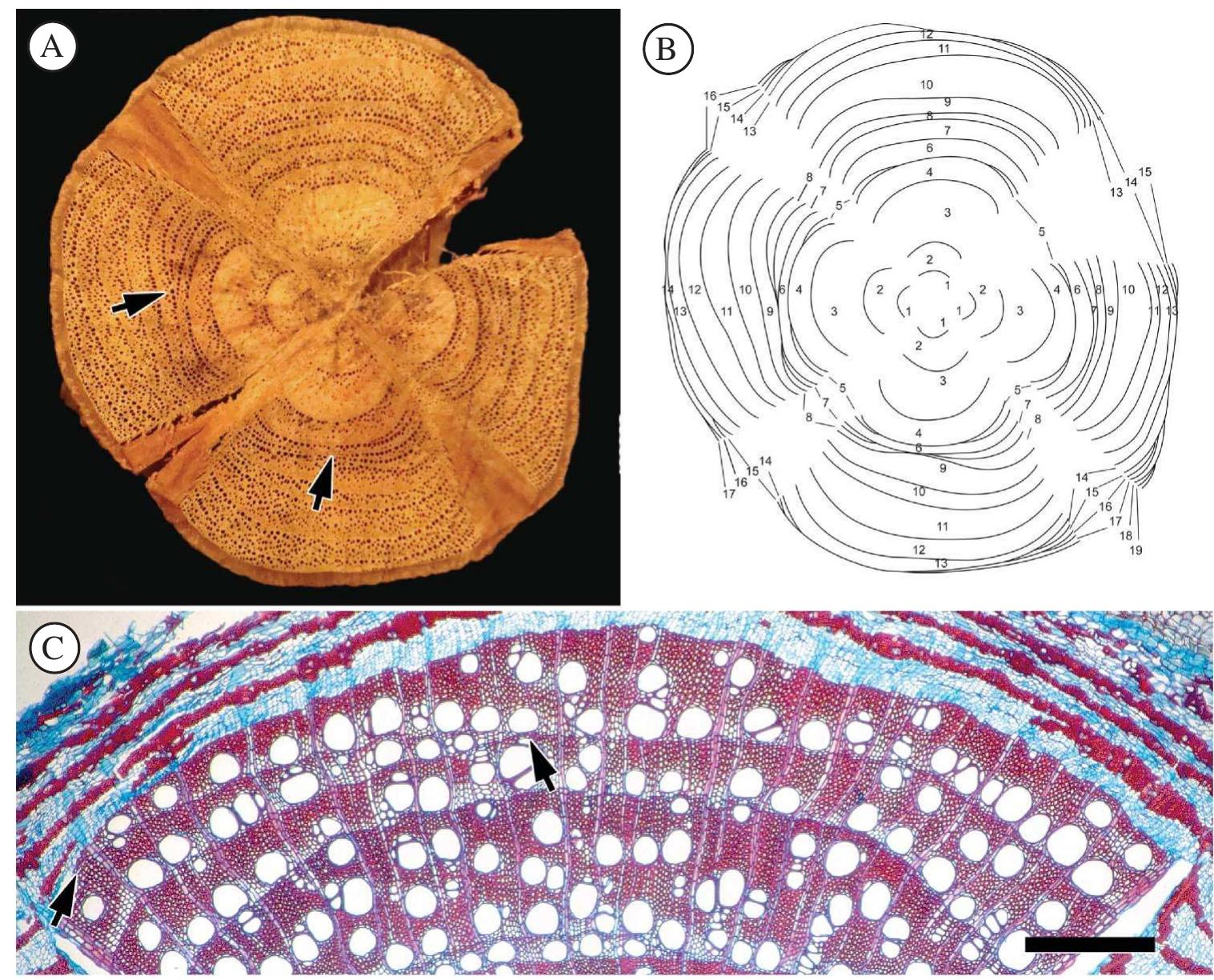 Growth rings in the bignonieae xylem. a. cross-section view