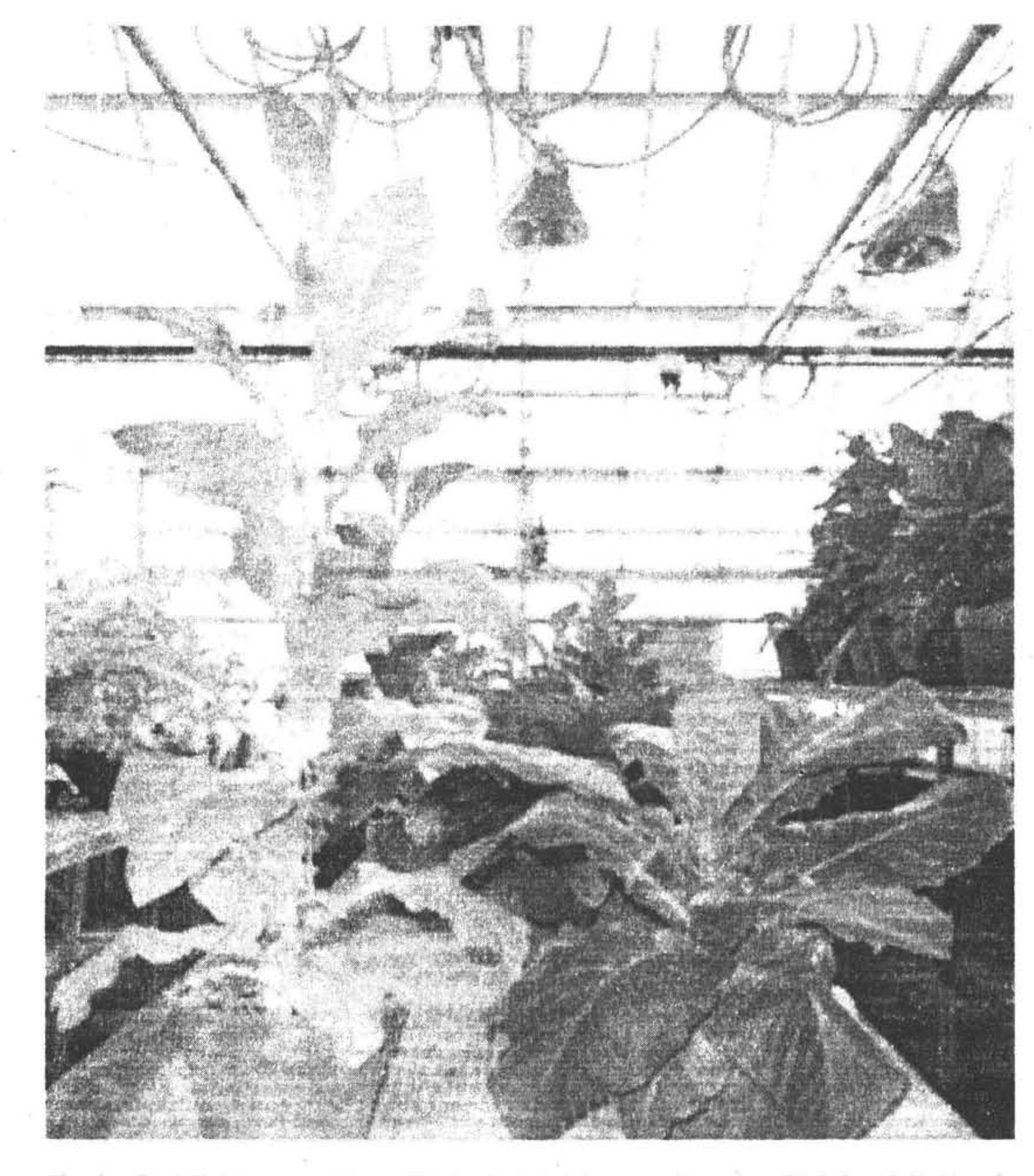 Rin PDF) Plant Stress and Biotechnology