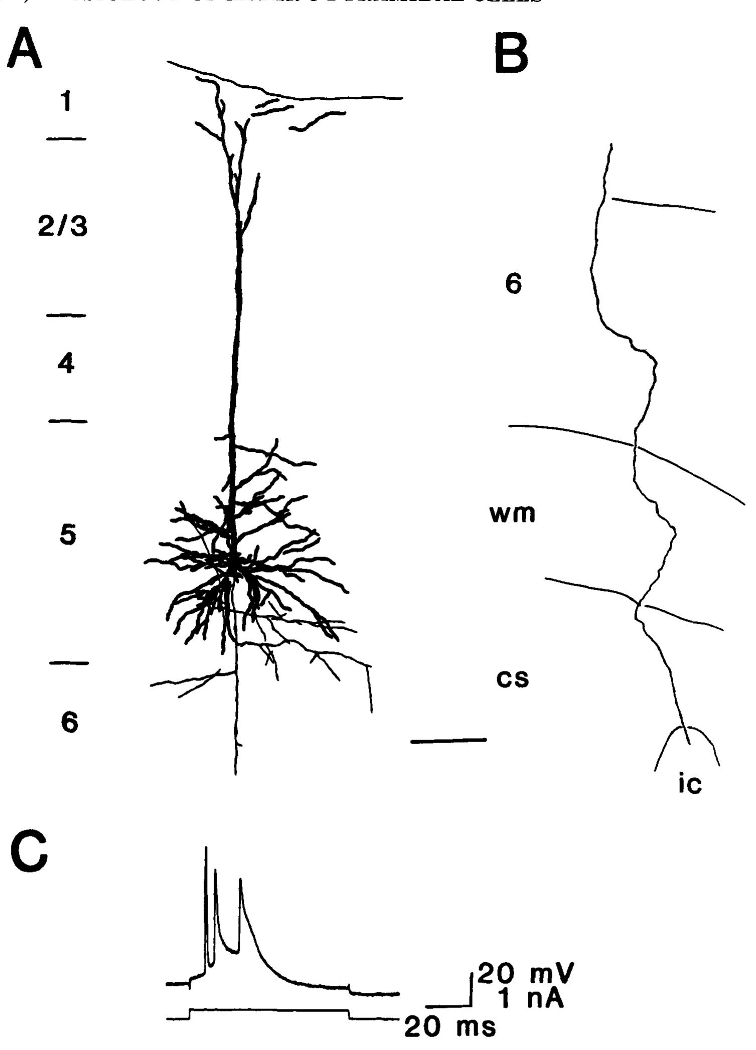 (PDF) Burst generating and regular spiking layer 5 pyramidal neurons of ...