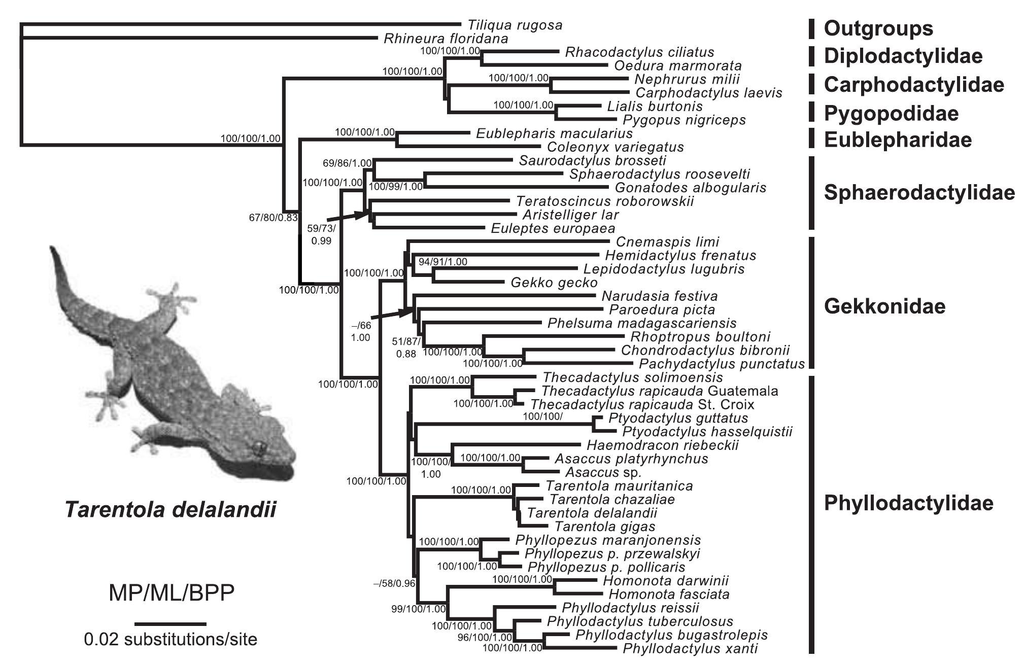 (PDF) Out of the blue: a novel, trans‐Atlantic clade of geckos (Gekkota ...