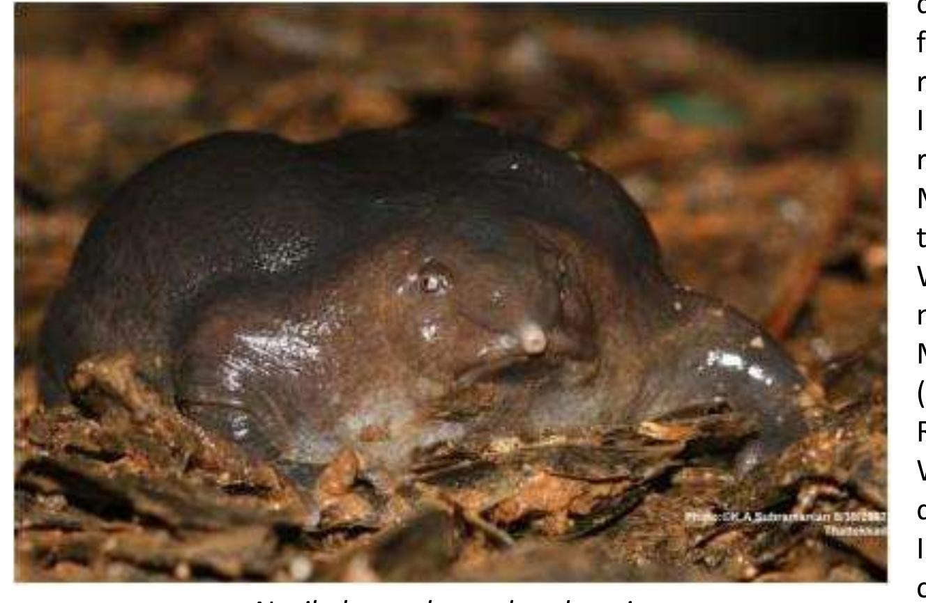 (PDF) Amphibians of the Western Ghats