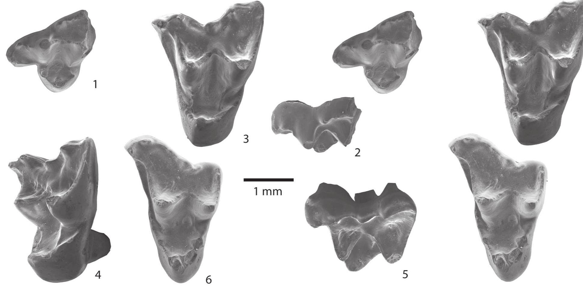 Figure 2 - New species of Peradectes and Swaindelphys