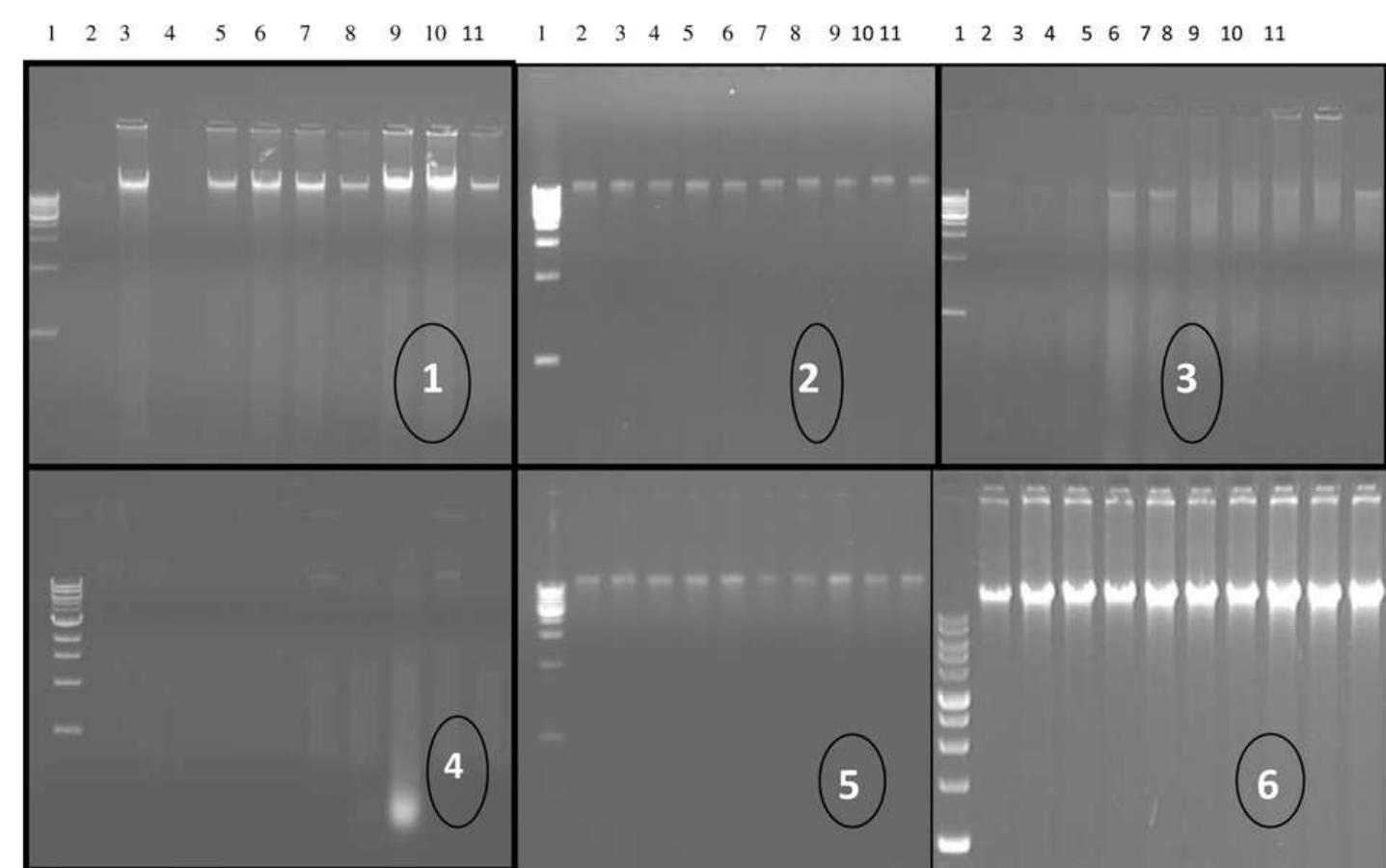 (PDF) DNA extraction methods for detecting genetically modified foods ...