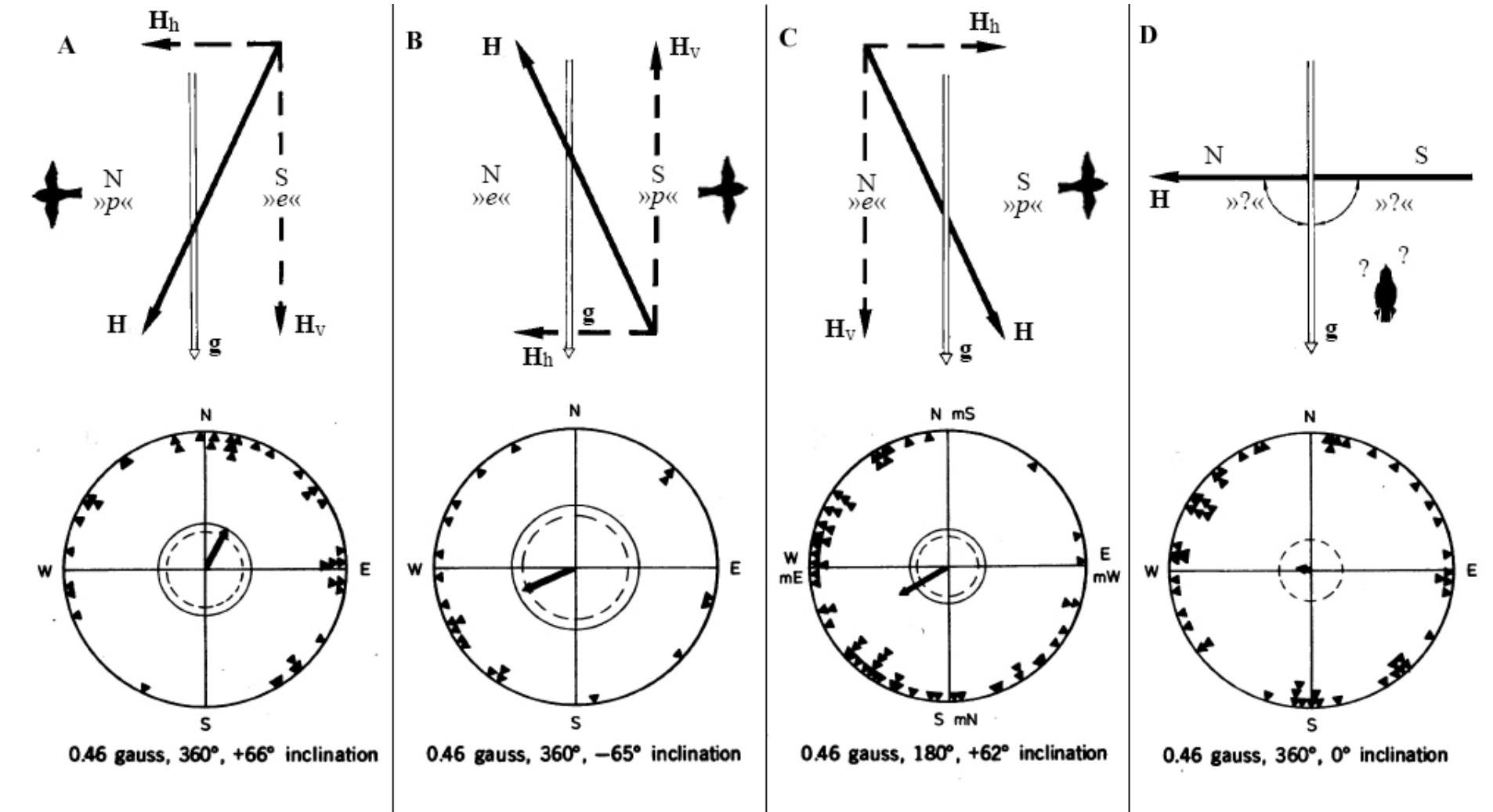 Figure 3 - from Long-distance navigation and magnetosensory