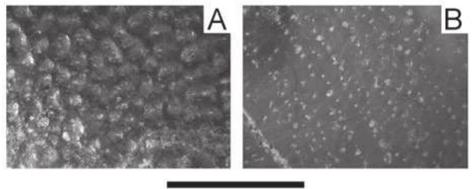 Adocus Shell (PDF) New Asiatic materials on turtles of the family Adocidae with a ...