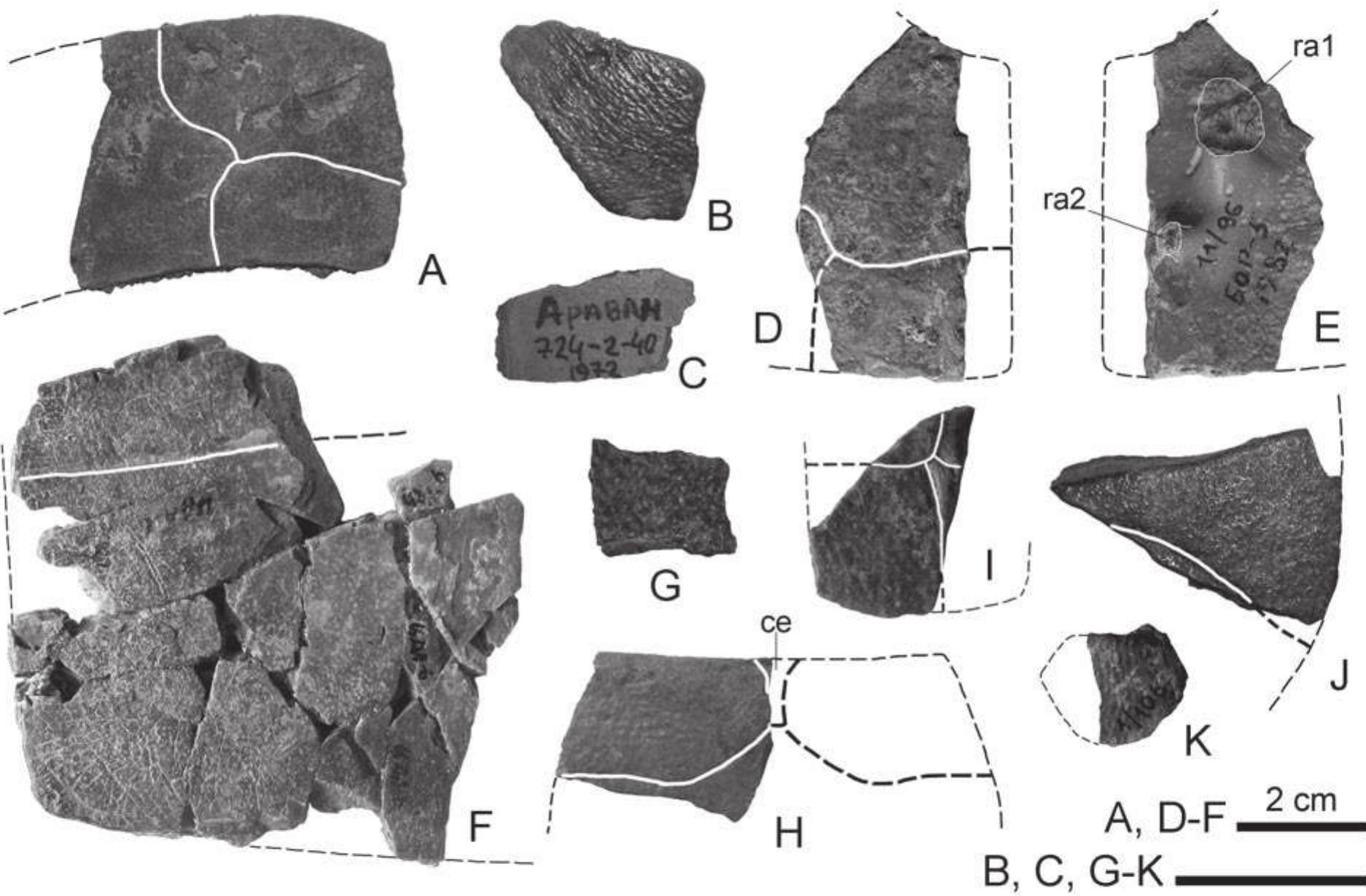Adocus Shell (PDF) New Asiatic materials on turtles of the family Adocidae with a ...