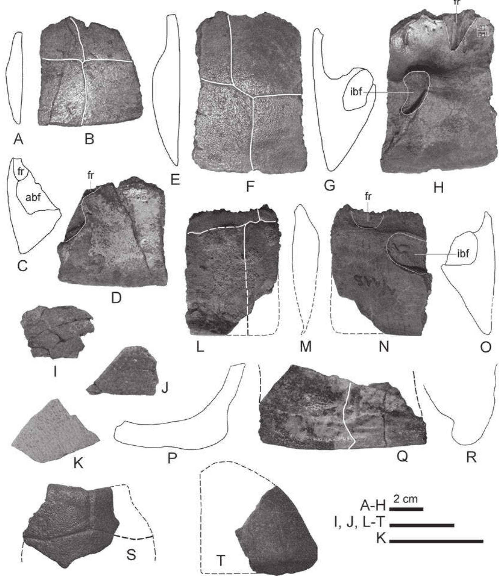 Adocus Shell (PDF) New Asiatic materials on turtles of the family Adocidae with a ...