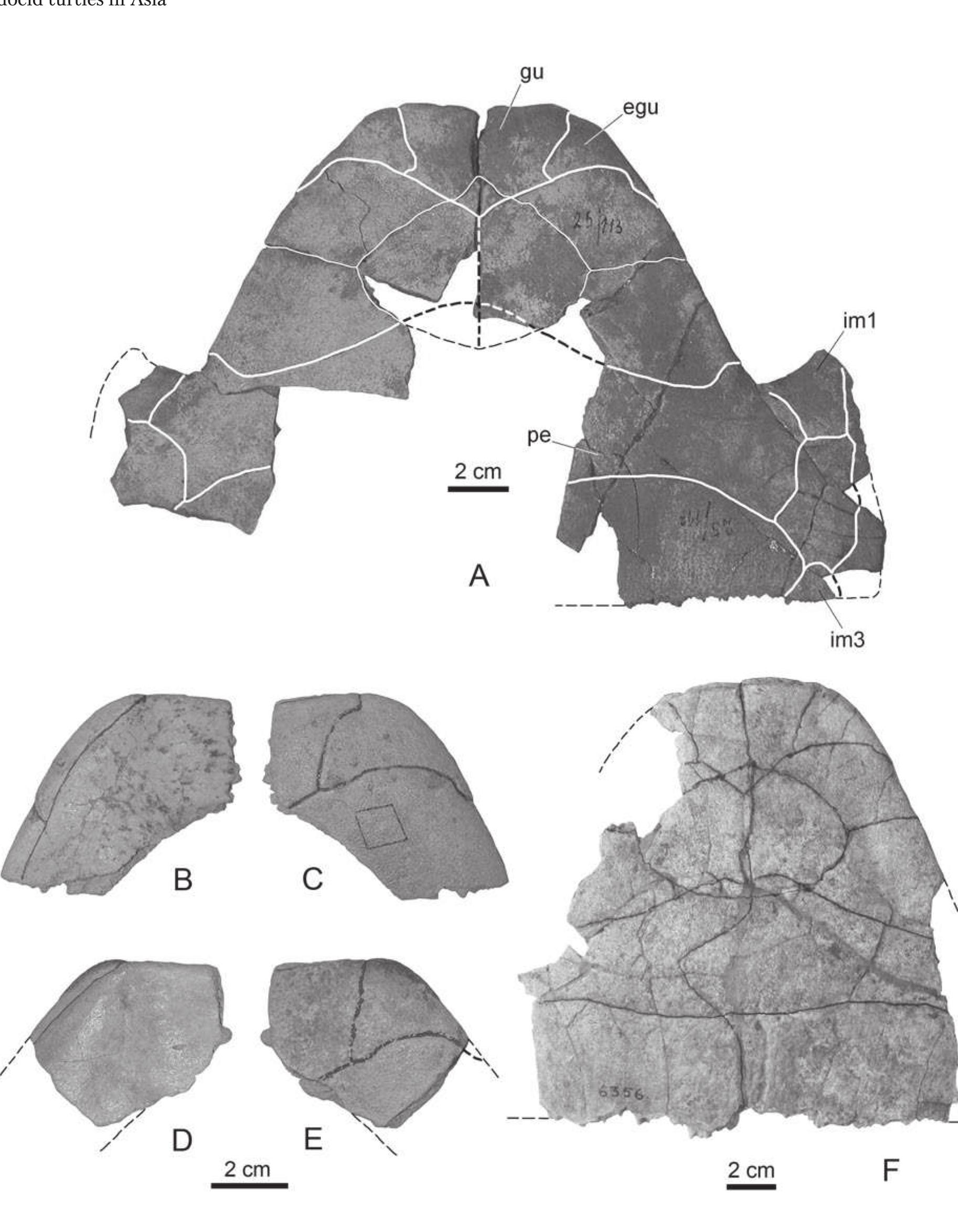 Adocus Shell (PDF) New Asiatic materials on turtles of the family Adocidae with a ...