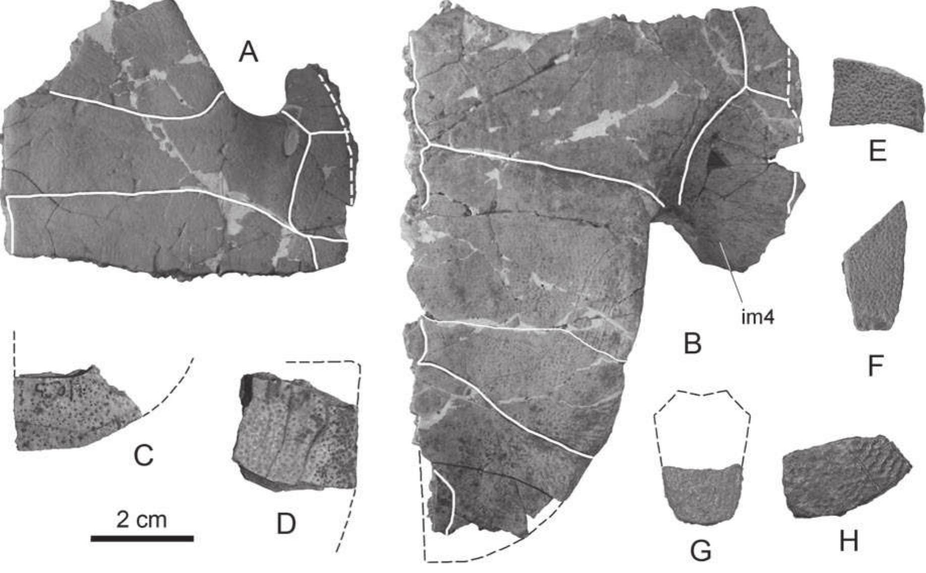 Adocus Shell (PDF) New Asiatic materials on turtles of the family Adocidae with a ...