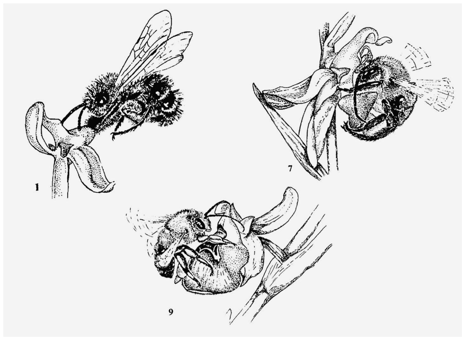 (PDF) Involutionary Momentum: Affective Ecologies and the Sciences of ...