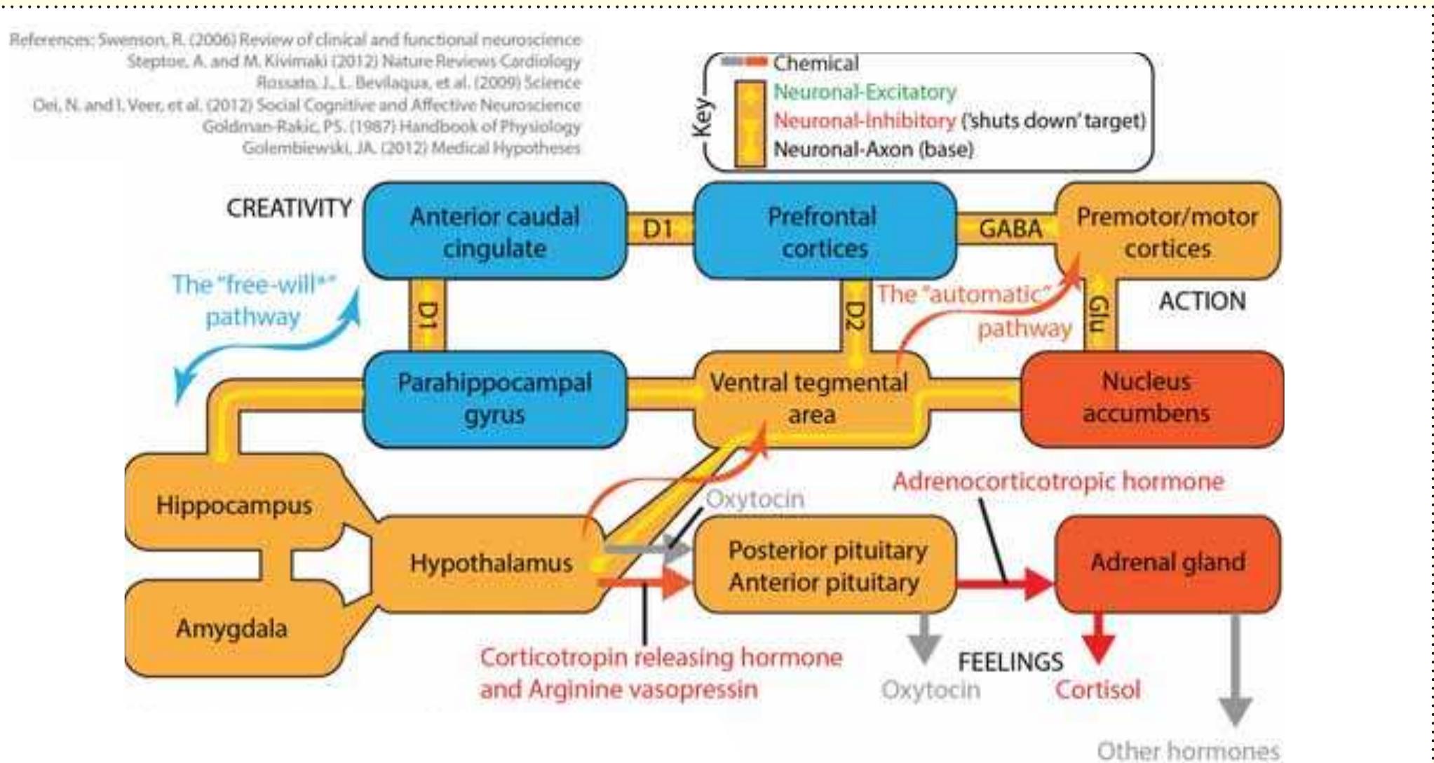 (PDF) Salutogenic design: The neural basis for health promoting ...