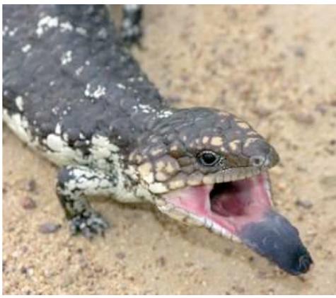 standing with a spear.  kami 7. grandmother, father's mother. See: ngardarda; kanhini. 