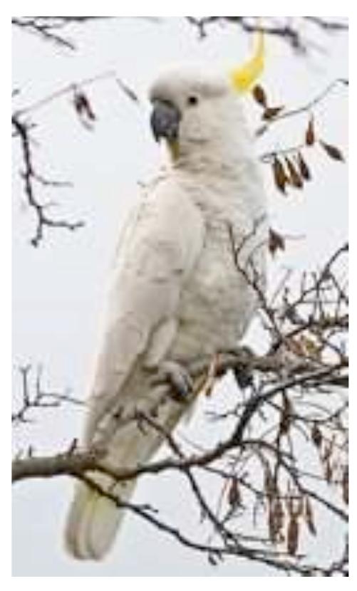 EN renee Ra ee ee el  inshand. ya kankuyali pakarna ngantyayi wapalha kakunhi yarla kakunhi  kardinhi And a boy also wanted  Pa. Se | eS Ree ay ee RD BS eee gee ees 