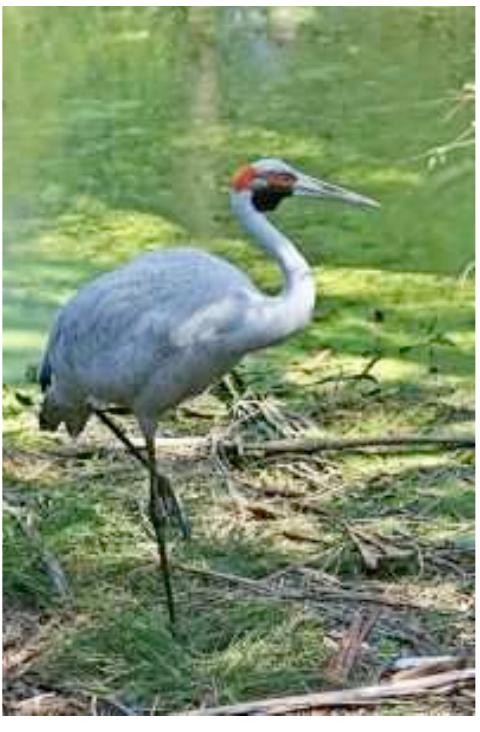 purralku zx. brolga. Grus rubicunda.  purru 7. frost.  puta 7. boot, shoe.  purka 7. conscience. 