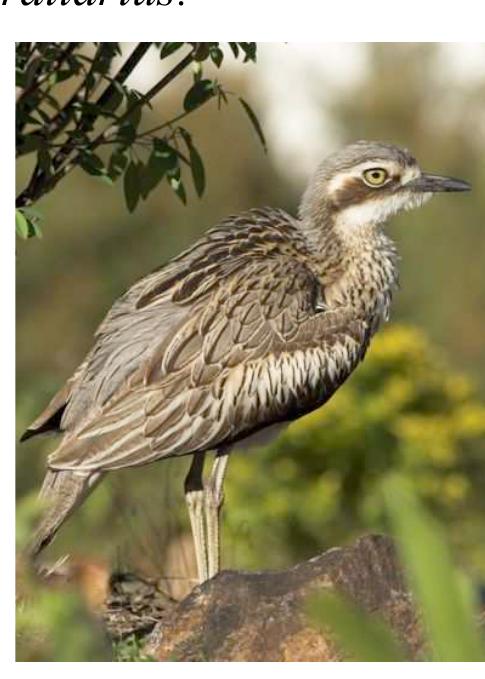 ei mens TES, EN, RA See  Nhawu panturanhi wirringarna yarra nhaka nhawu mitha tharlatha Murrayville windrilha yini wakararnda purrilhali Ouven. He went into the 