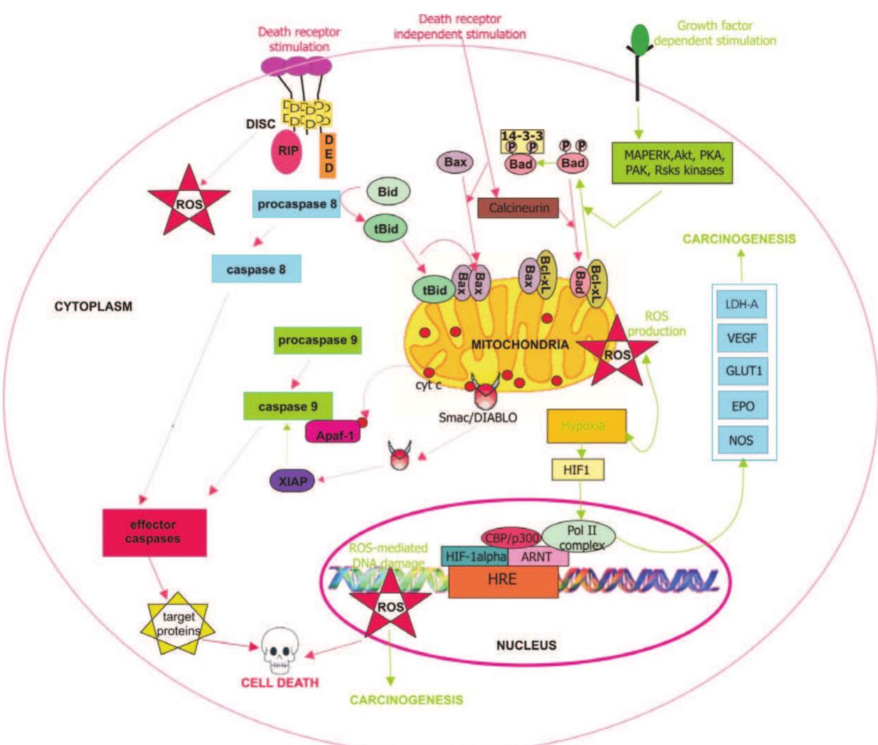 (PDF) Mitochondrial DNA mutations in human neoplasia