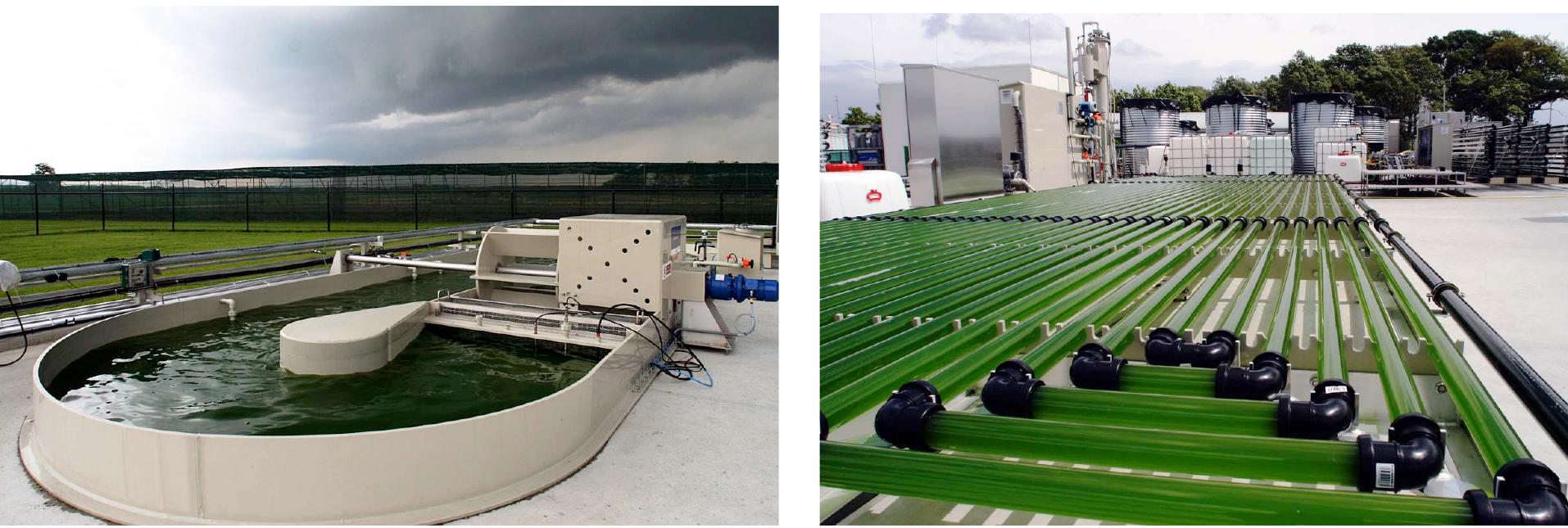 (PDF) Algae Production Systems In Cooperation with Sustainable ...