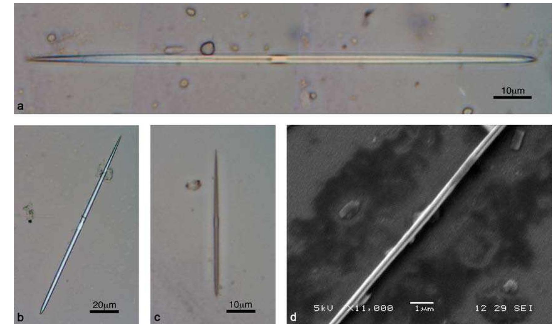 (PDF) Morphometric analysis of calcium oxalate raphides and assessment ...