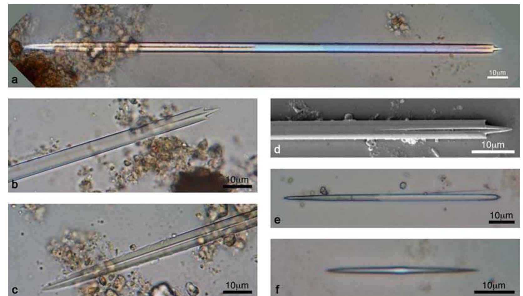(PDF) Morphometric analysis of calcium oxalate raphides and assessment ...