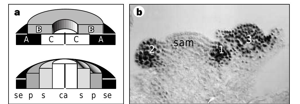 Activity domains of abc floral homeotic genes and lfy