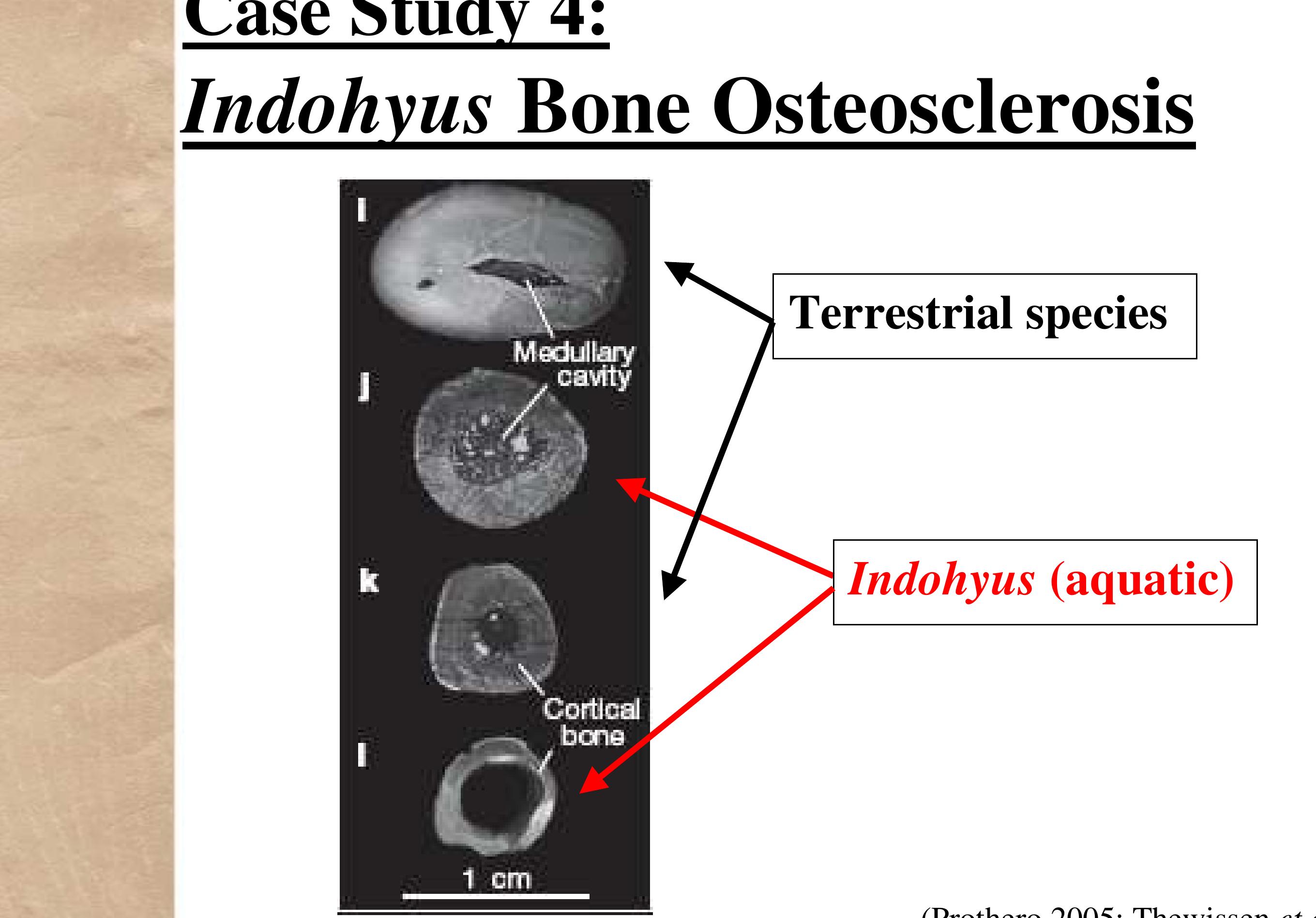 (PDF) Exploring Transitional Fossils