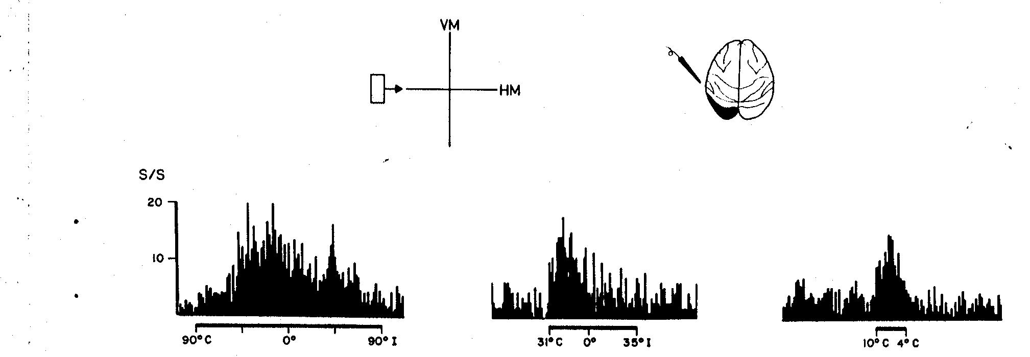Sharp Responses Responses of superior temporal polysensory area unit to