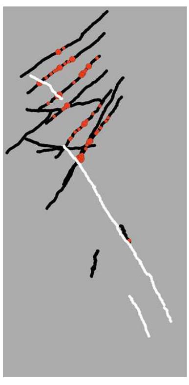 Figure 1. A non-descriptive view Abrir La Sierra, Puerto
Rico. The 16 drifts (black and white transects) are charted
with the locations of red hind calls with high sound pressure
levels (red circles). Louder red hind calls are represented
by larger red circles. The white drifts were conducted on
February 9" and yielded zero red hind calls.
 Abrir La Sierra was visited during late afternoon and
early evening hours on January 8" and 9", and February
4" gs" and 9" 2010, which corresponded to five to ten
days after the full moons. A series of 16 passive acoustic
drifts were conducted. Recorded red hind calls with high
sound pressure levels (SPL) were charted with their GPS
locations successfully (Figure 1). Red hind calls were
recorded on all days except February 9", ten days after the
full moon. The long-term digital audio recorder captured
red hind sound production on all days of the study except
for February 9". Diver surveys confirmed the presence of
reproductively active red hind prior to February 9".

